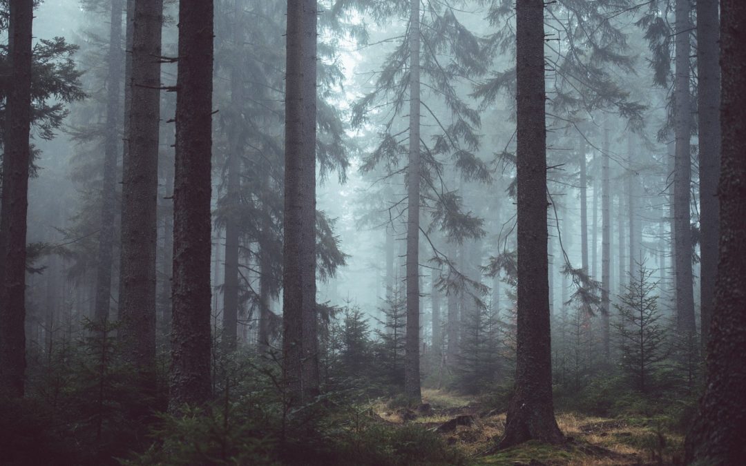 Bayern: Deutlich höhere Förderungen für Klimafeste Wälder