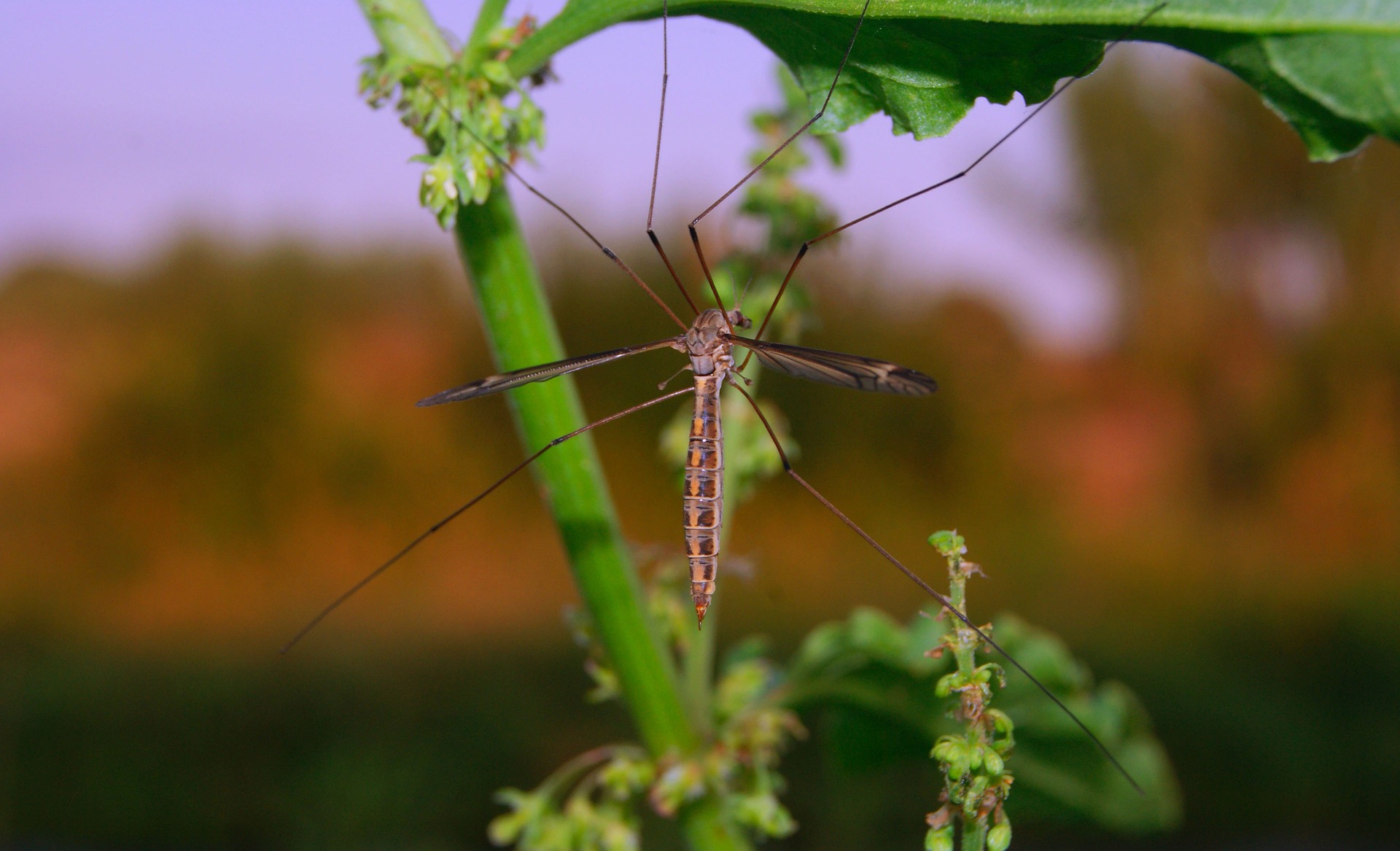mosquito-21125_1920