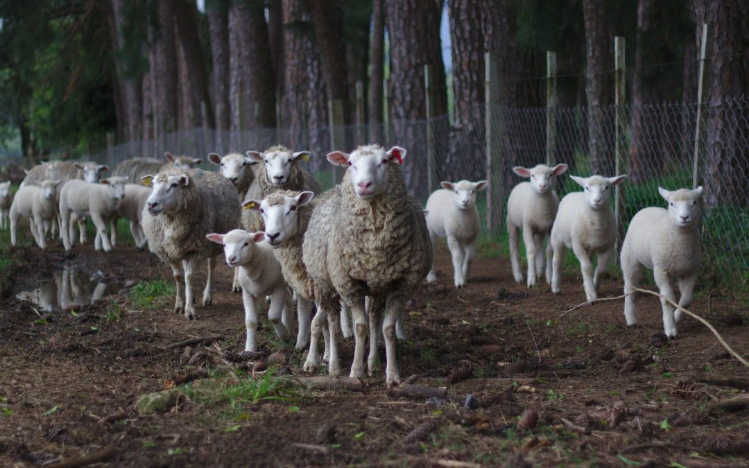Bayern verbessert Vertragsnaturschutzprogramm